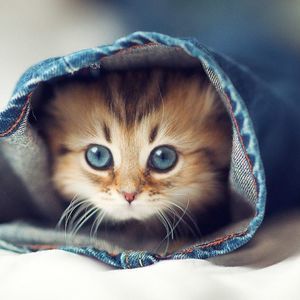 Meet your Posher, Burlin